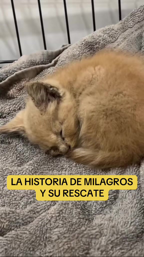 @mili_la_yorki