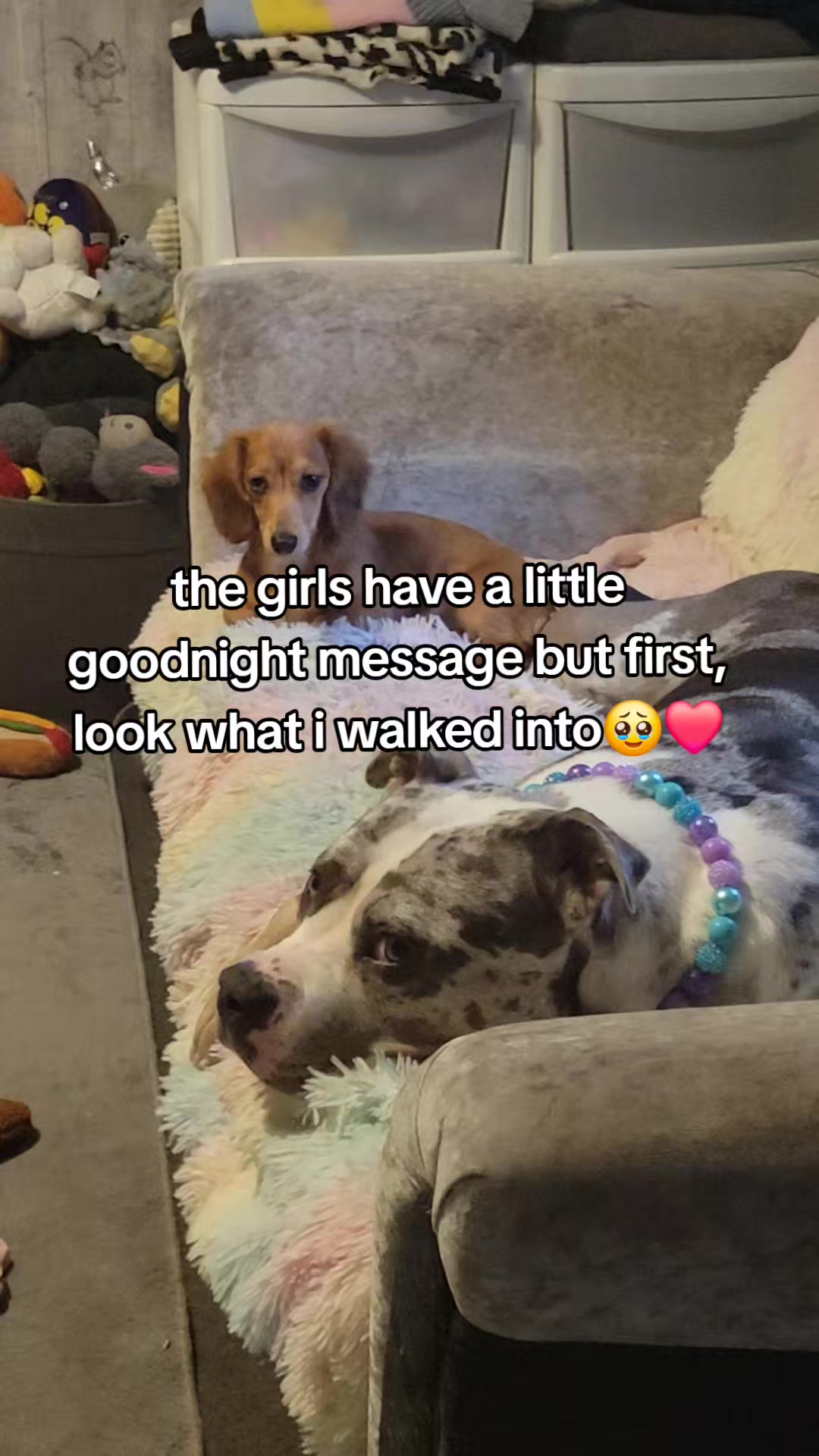 @kirsty+starlight the xl bully