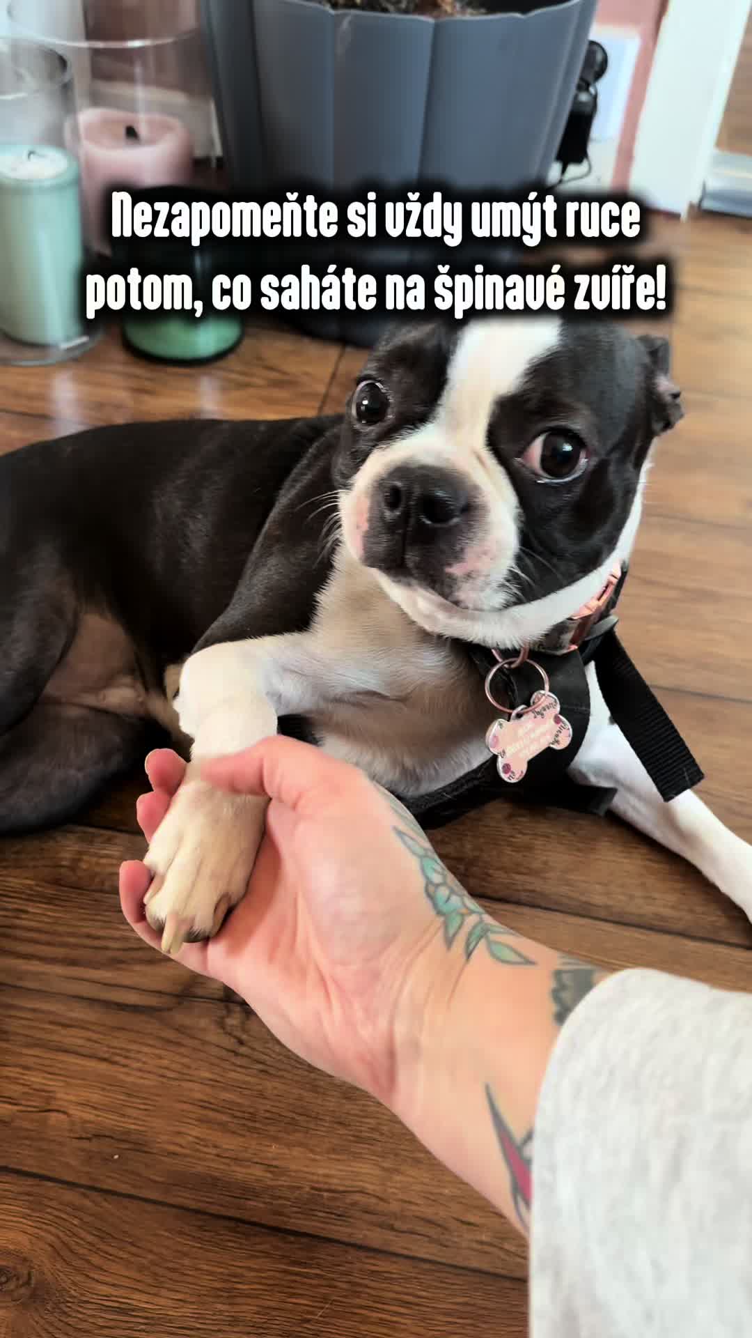 @animall_cz