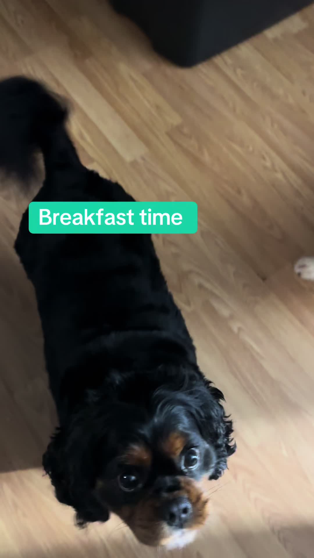 @BurrBabies4
