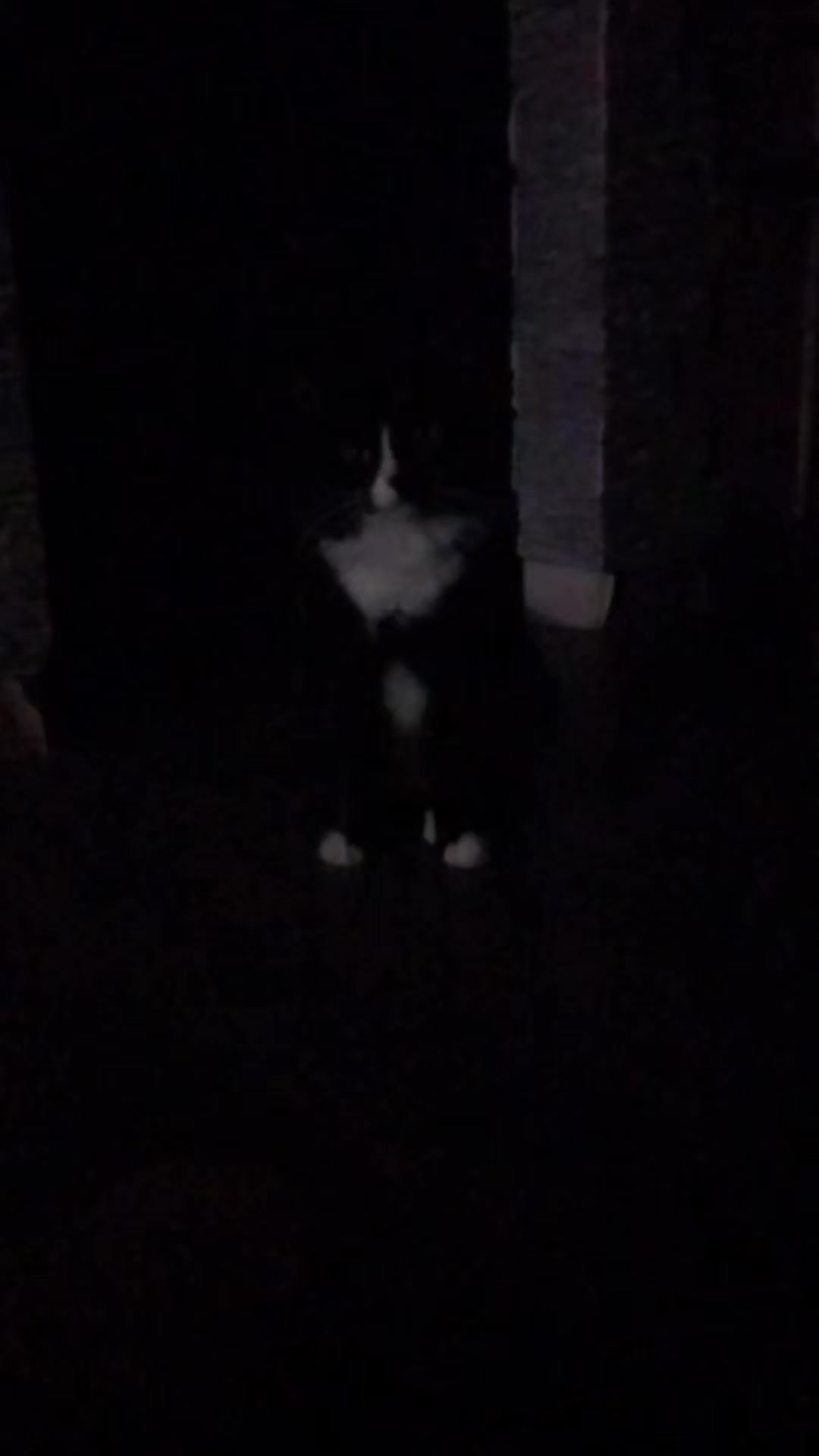 @лилац ∅ (котик хлыщ)
