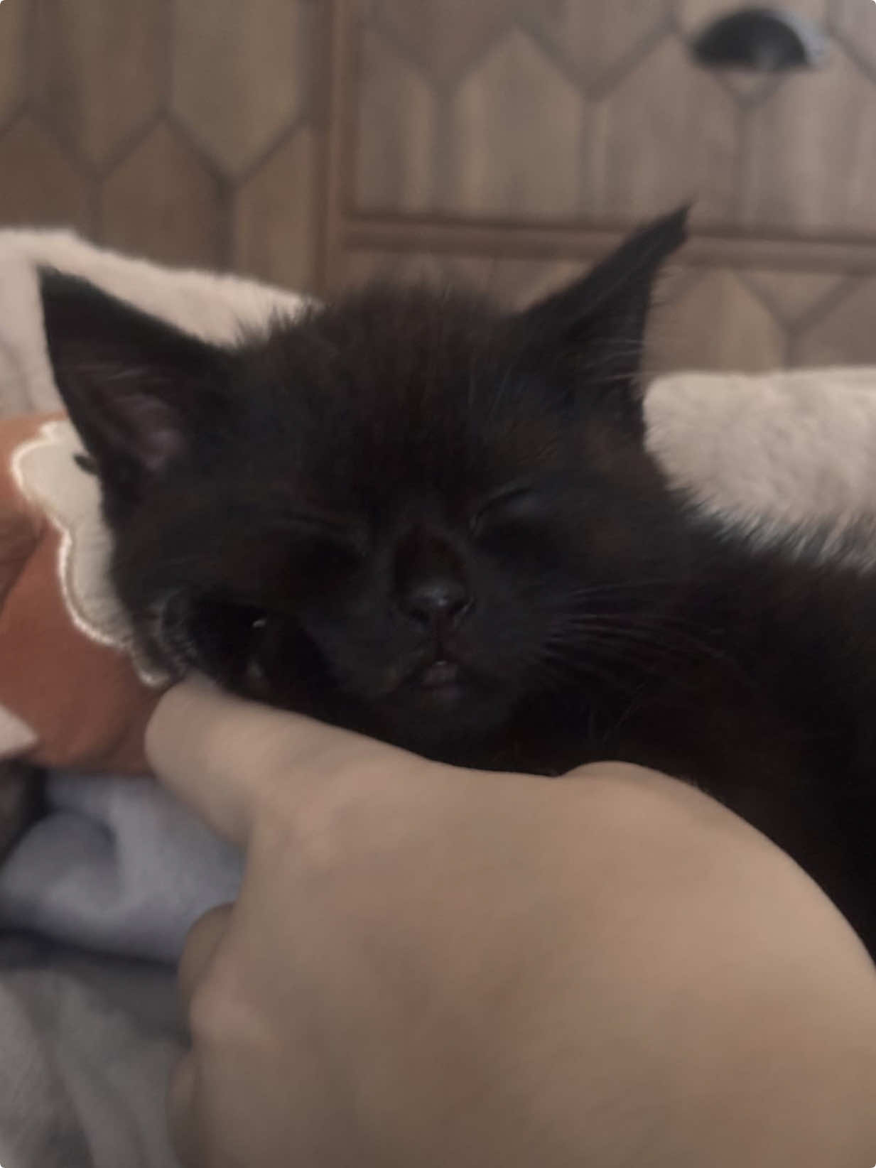 @дертидарина💤