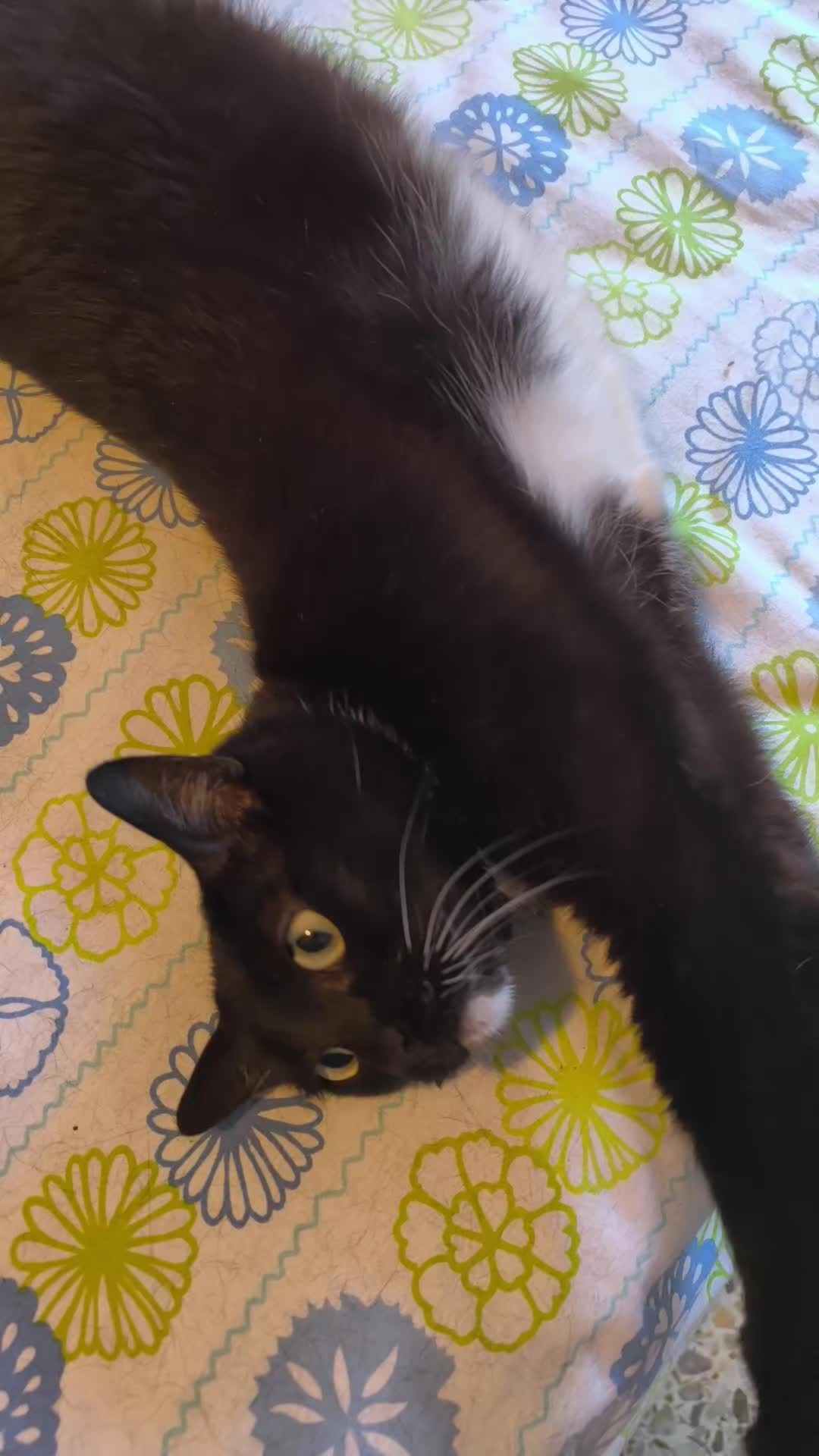 @La loca de los gatos
