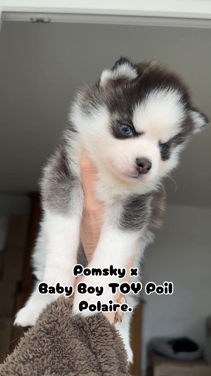 @MCO & POMSKY