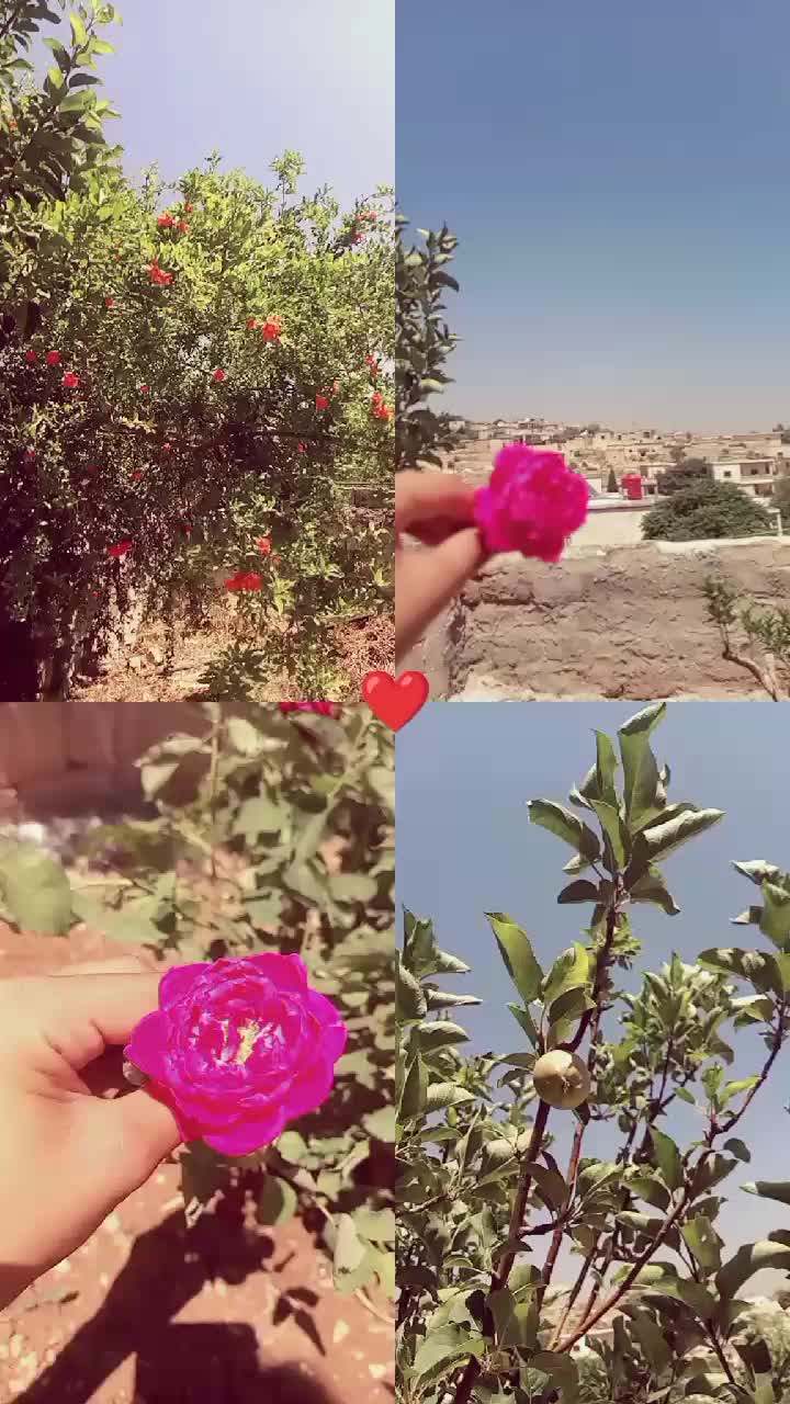 @بنت كردي