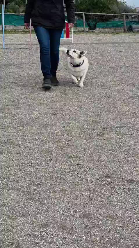 @My funny dog 🐶