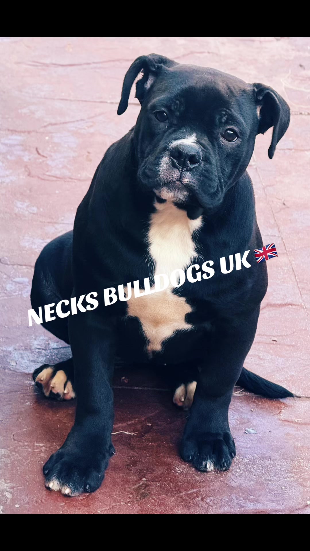 @NECKS ALAPAHA UK