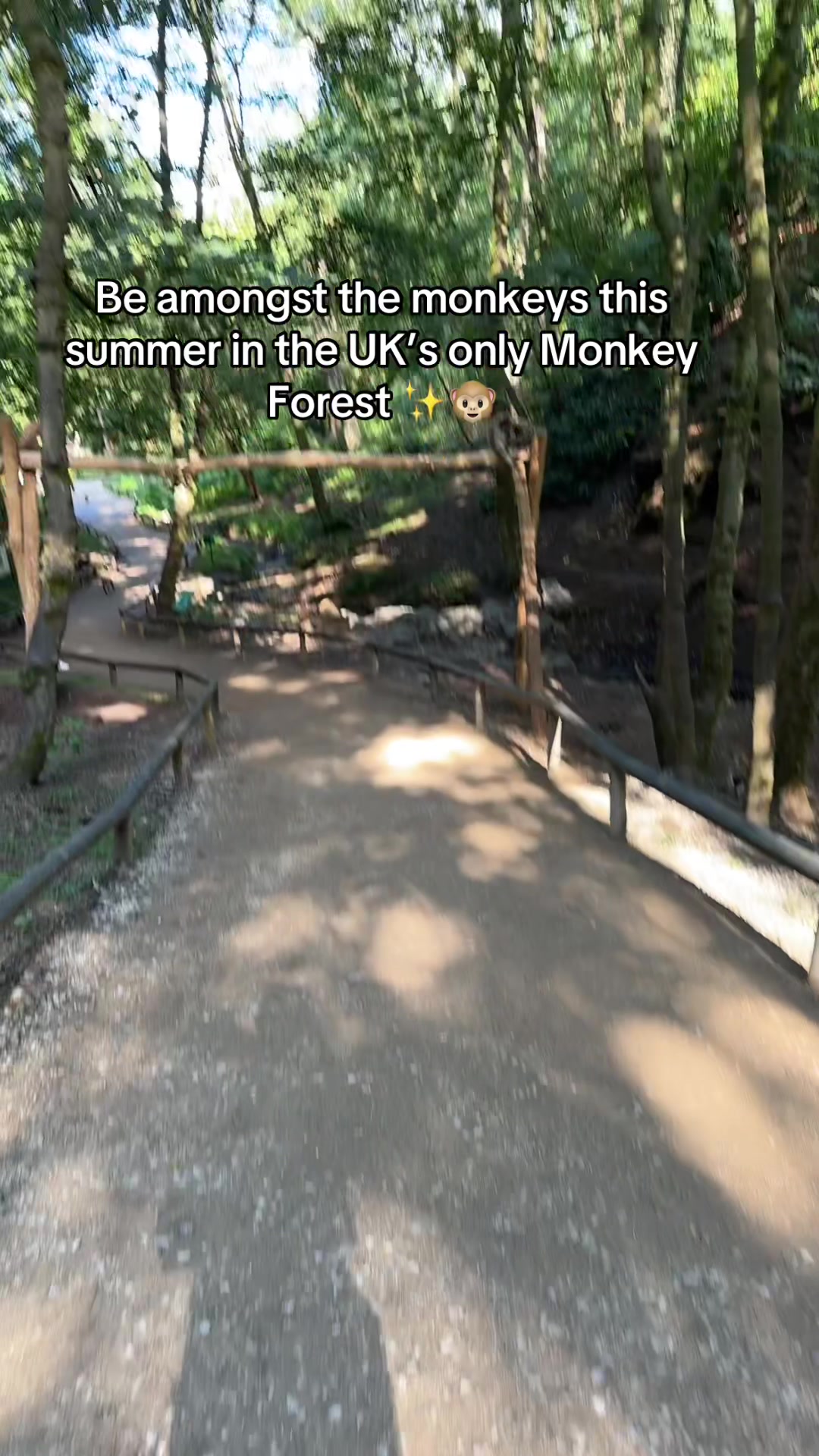 @Monkey Forest