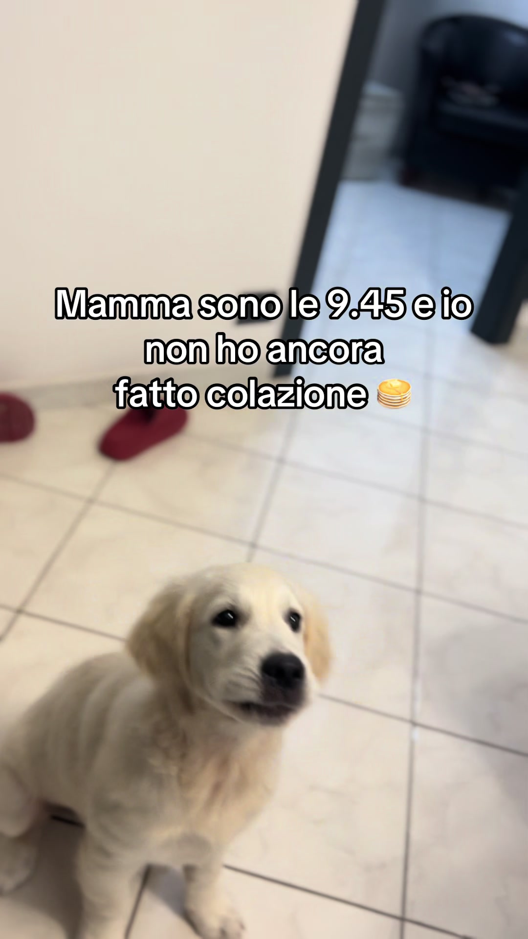 @Golden_OLIVIA.Retriver