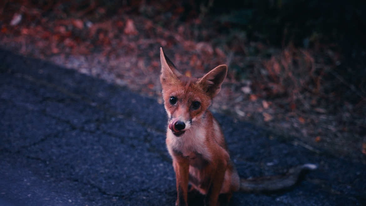 @robinswildlife