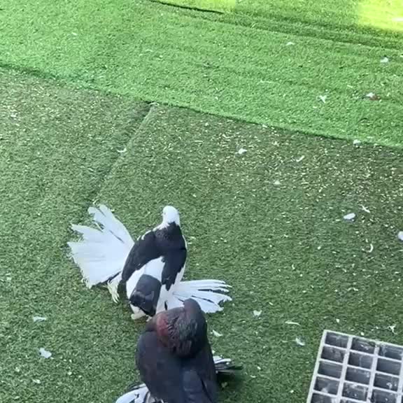 @Pigeon London