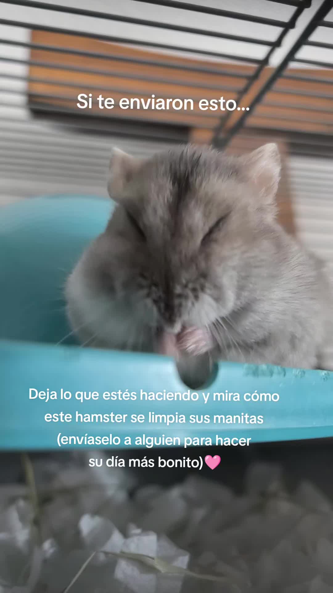 @◆🐹🅽︎ 🆈︎ 🅲︎🤍◆
