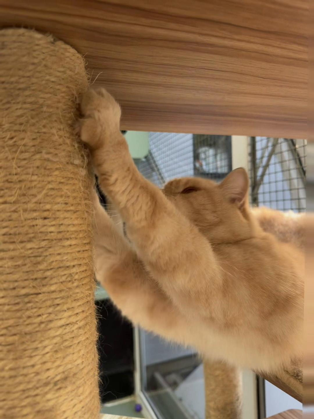 @Herongate Village Cattery