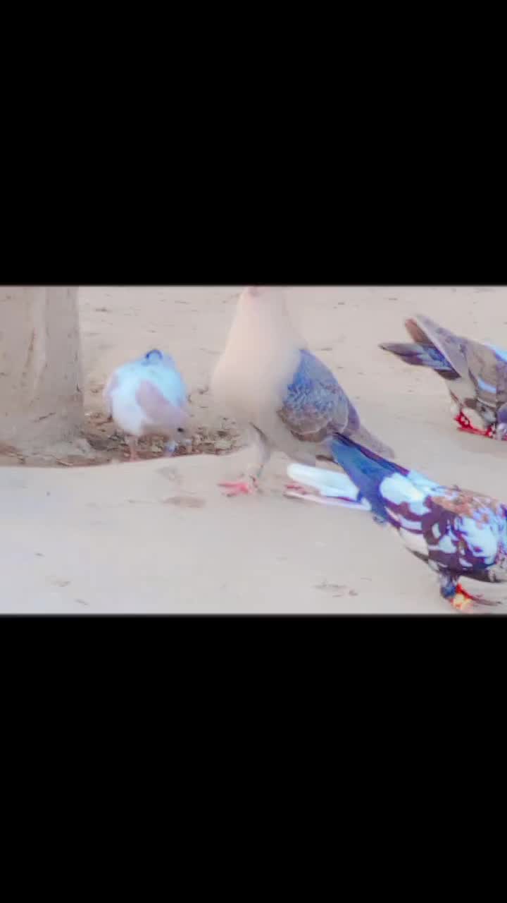 @best Birds912