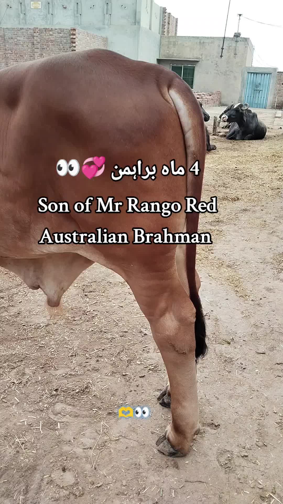 @The Brahmans Farming