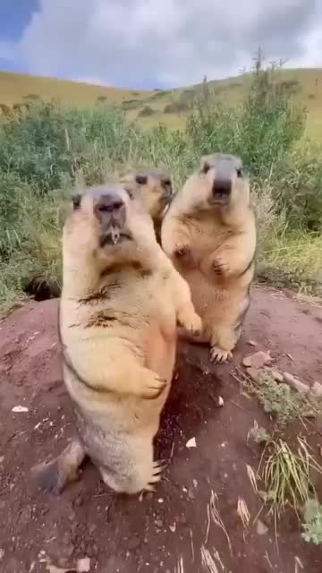 @CarmineofficiaL