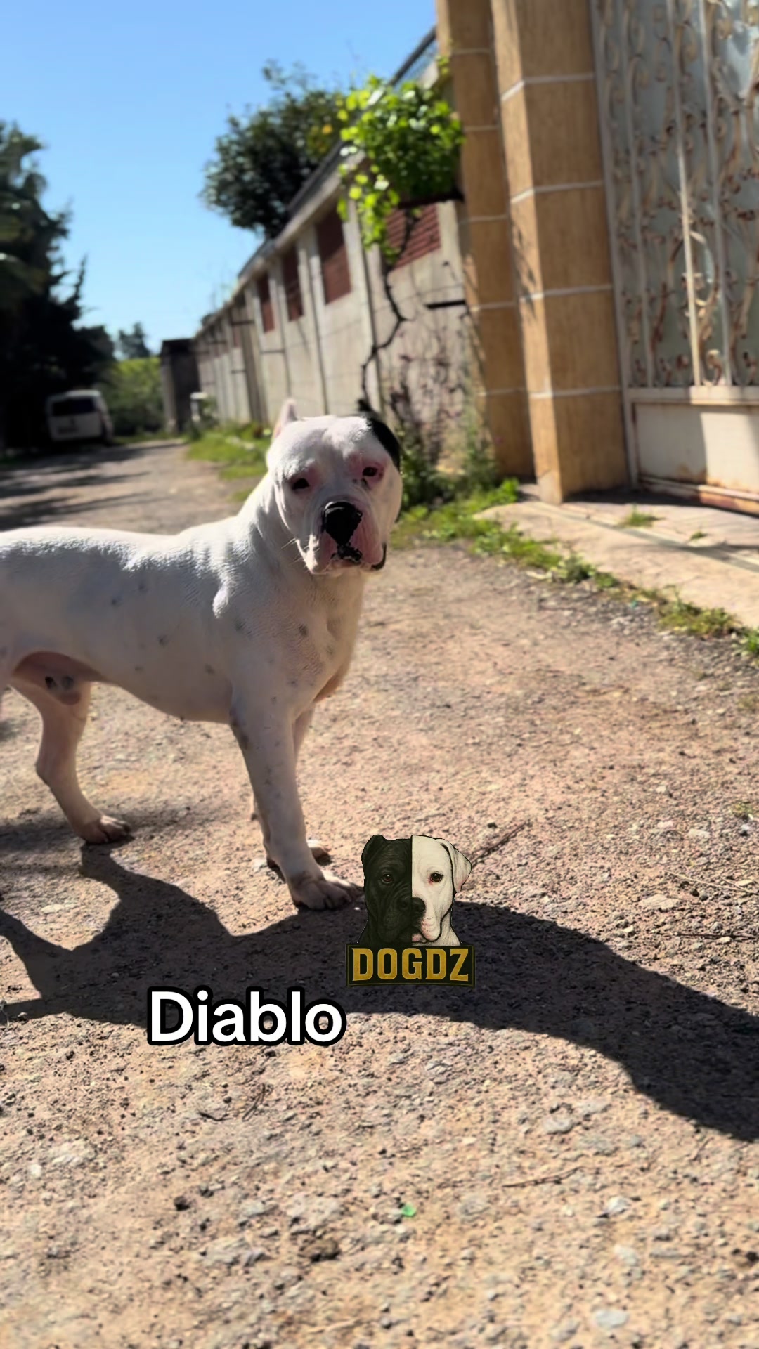 @dogdz🏴☠️🇩🇿