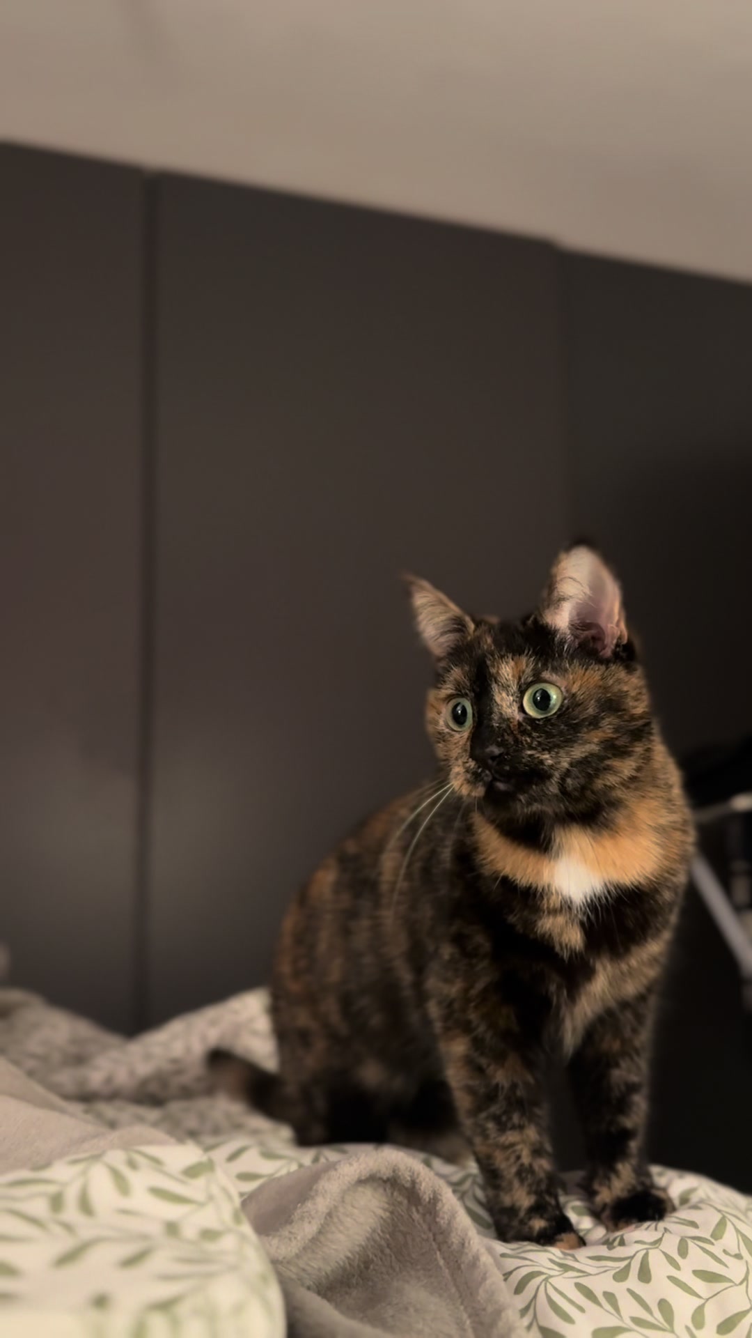 @Nala & Simba