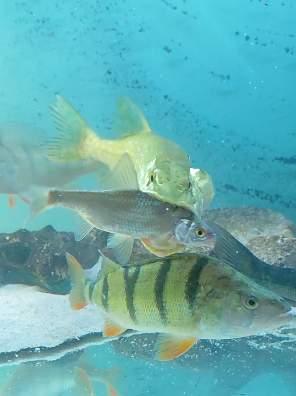 @predatoryfishtank