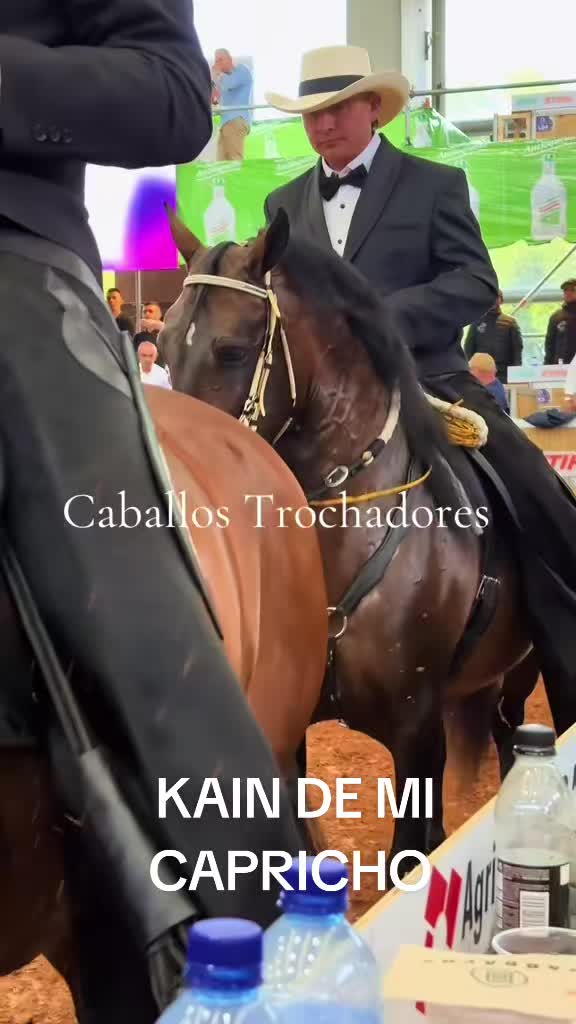 @Caballostrochadores