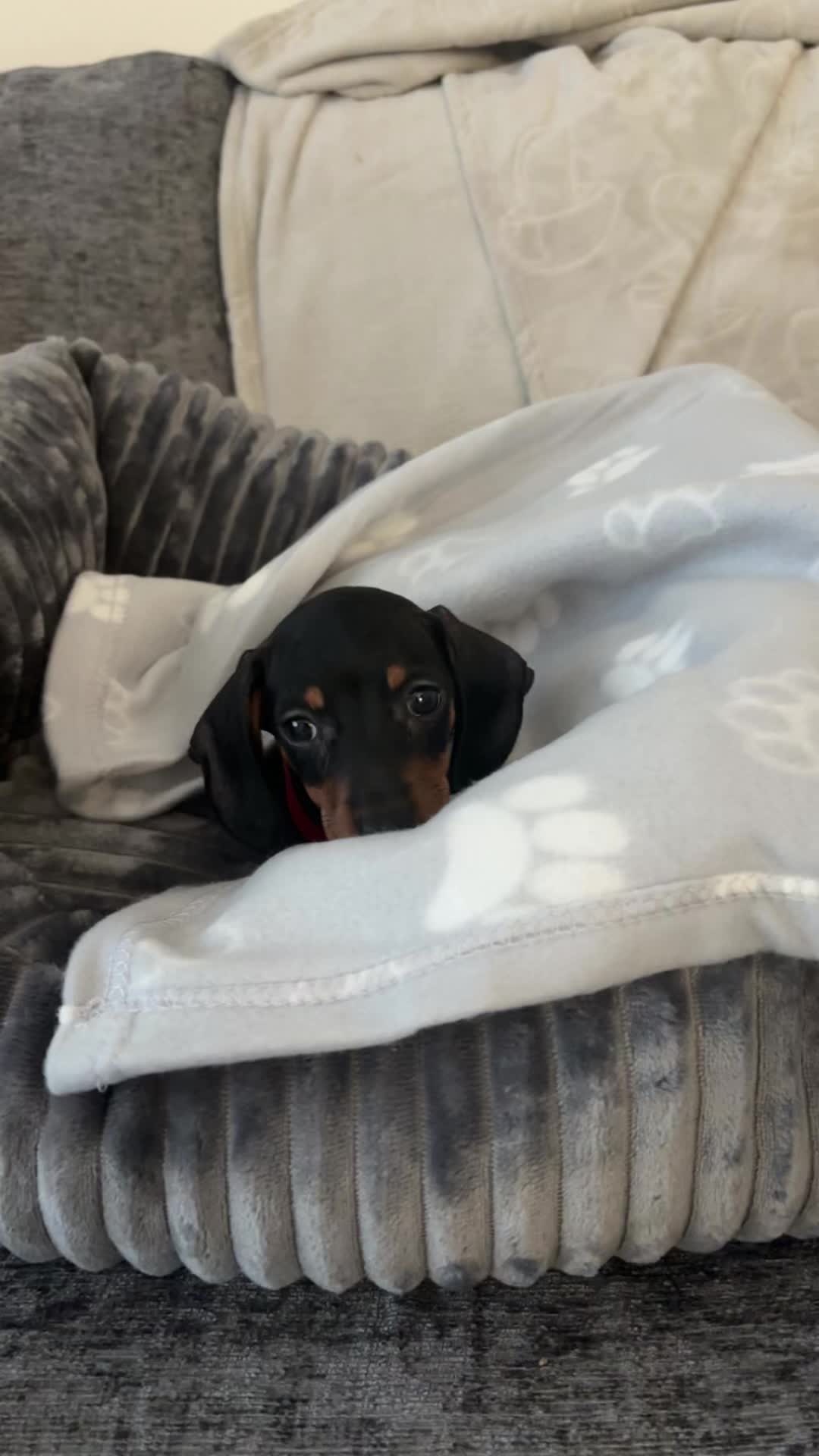 @Emily ][ DachshundDiaries