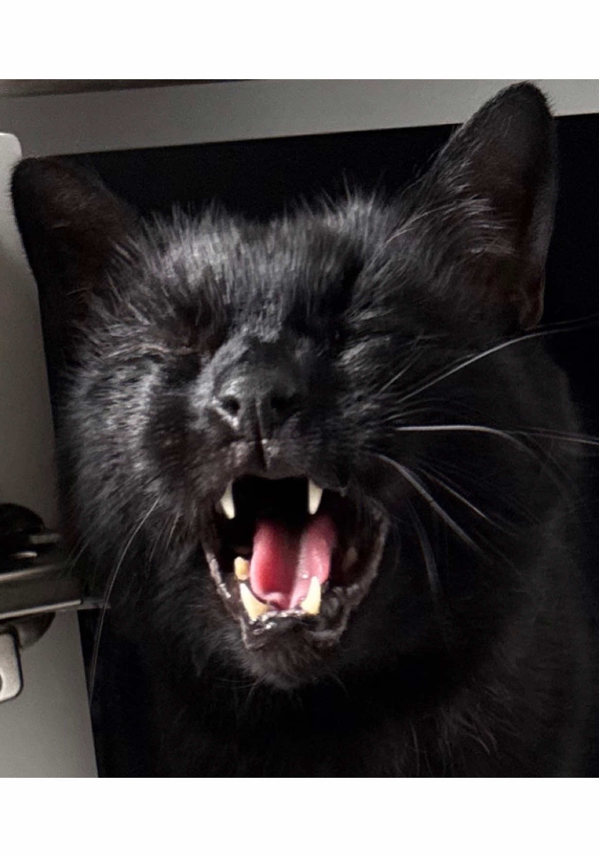 @Teefie_tribe 🐈⬛🐈⬛🐈🦷🦷