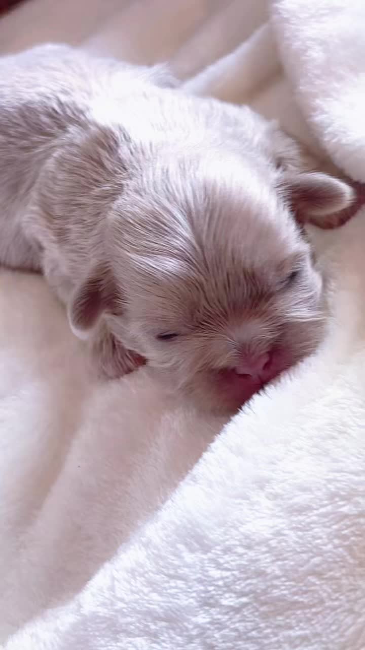 @SHIHTZU SOIRÉE