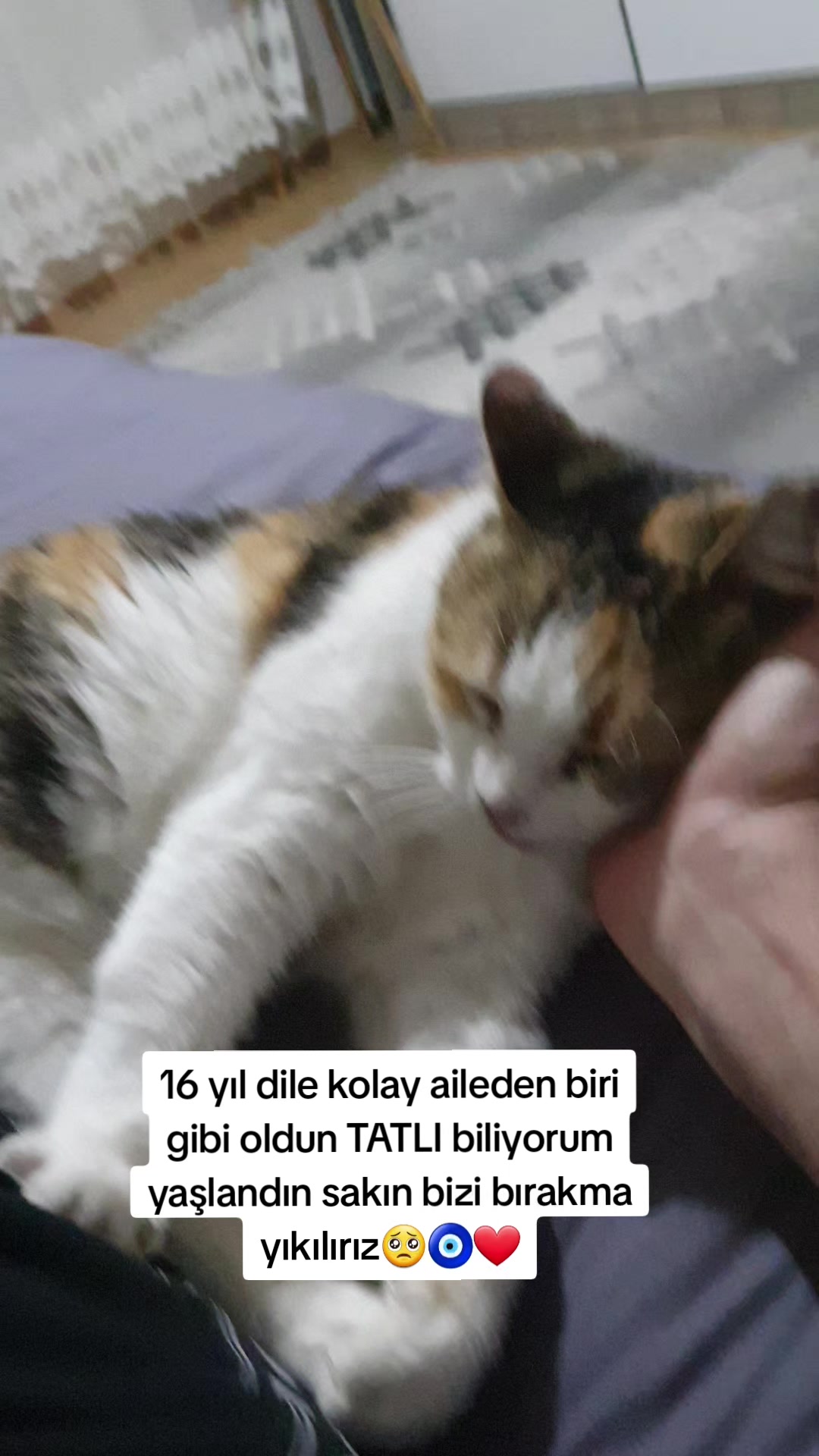 @kuzey