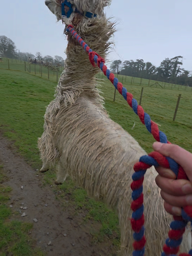 @Bardsea Alpacas and Llamas