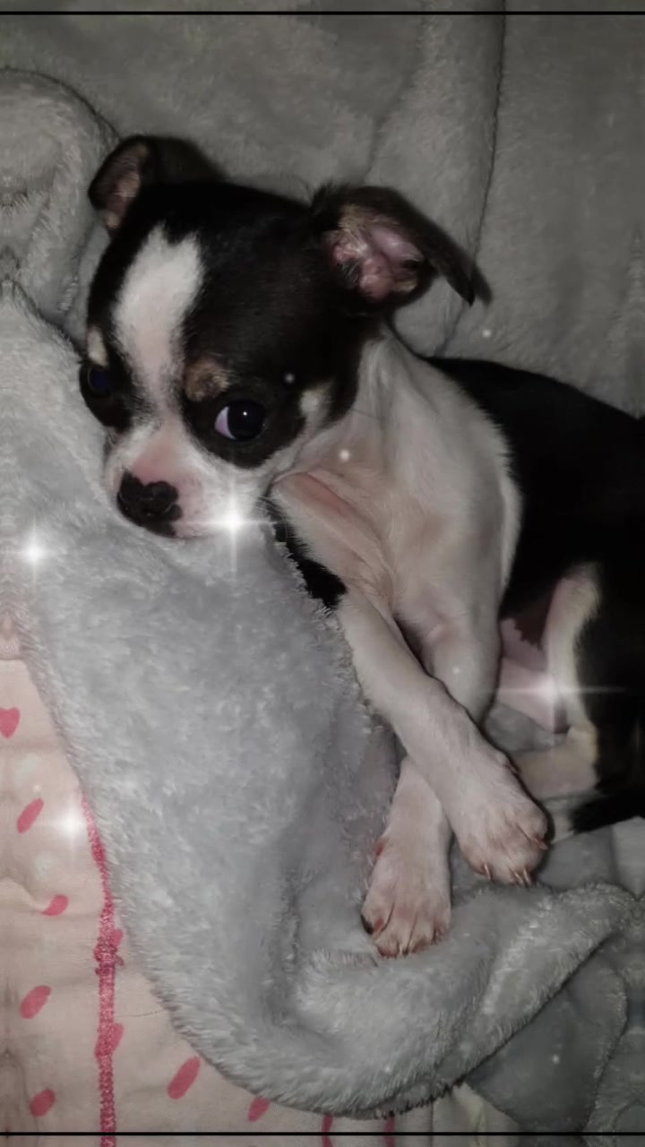 @🐾Zia Barby🐾