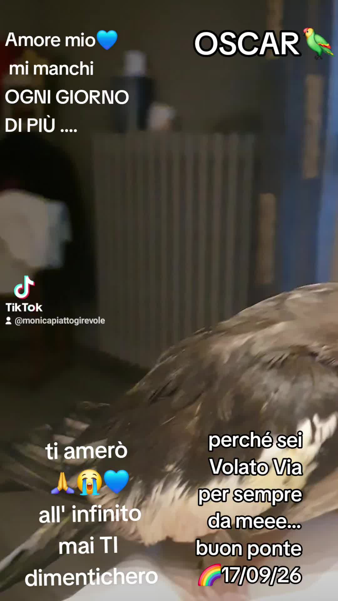 @monicapiattogirevole