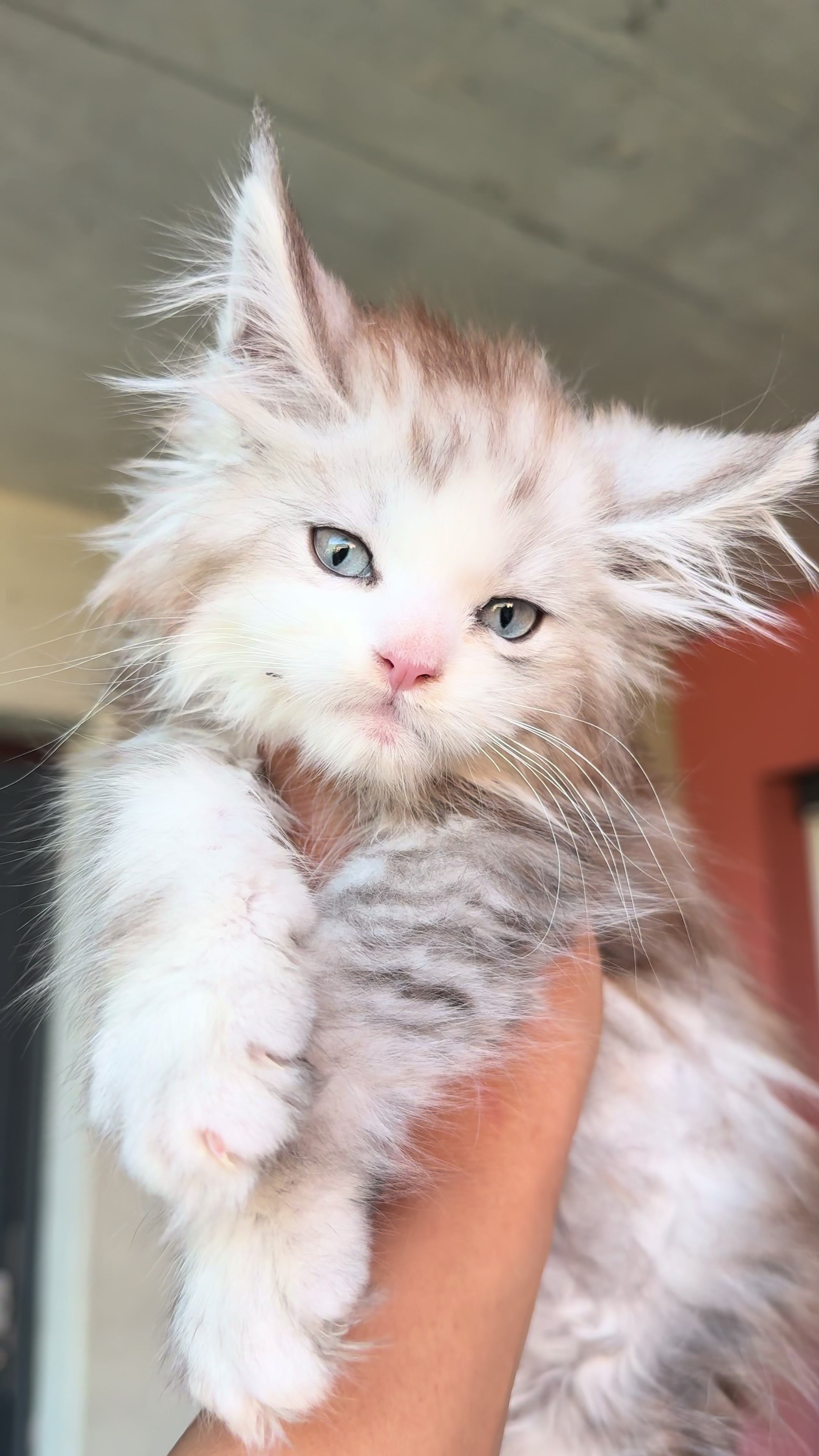 @WilderRegenbogenMaineCoon