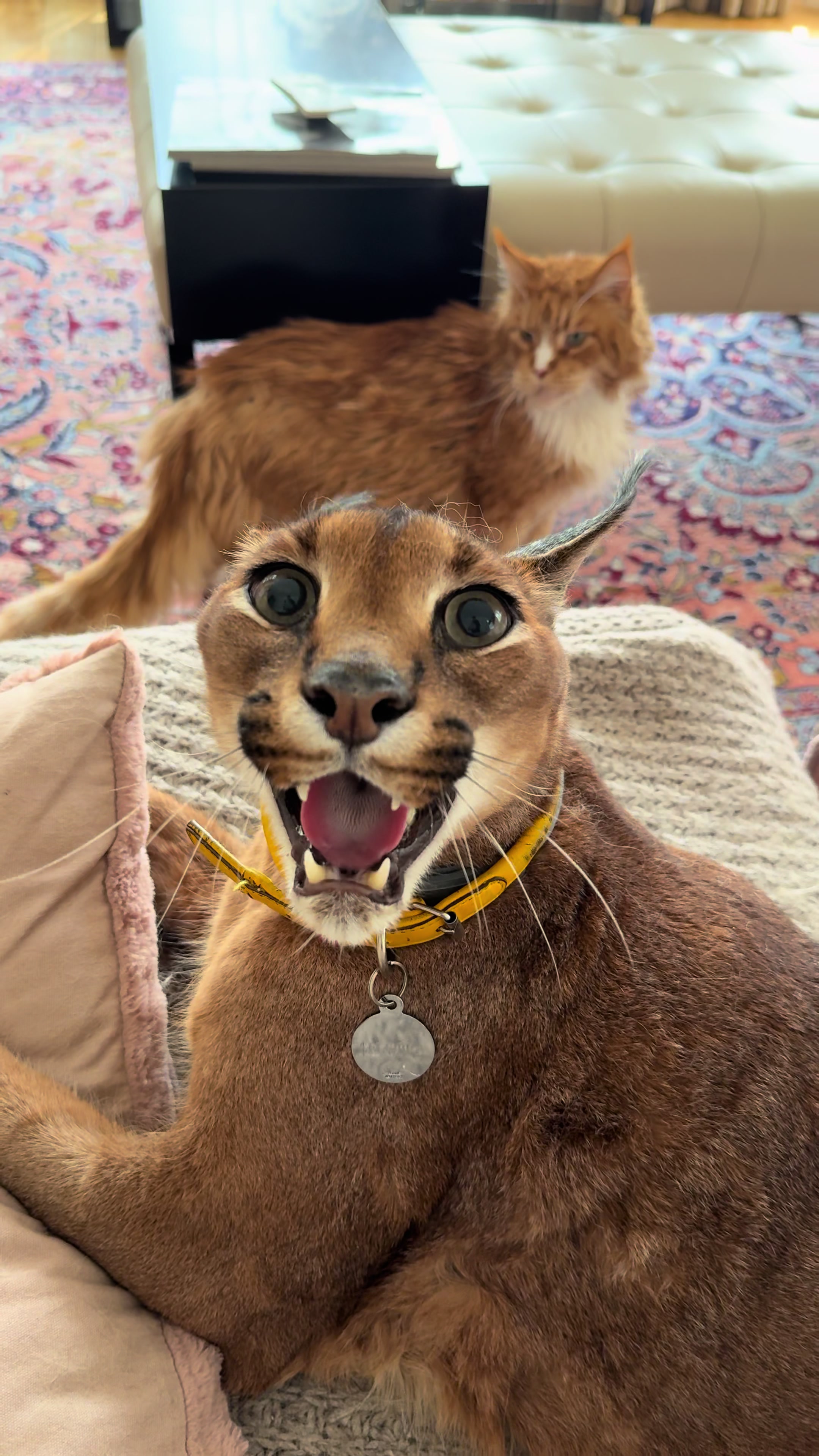 @Pumba Caracal