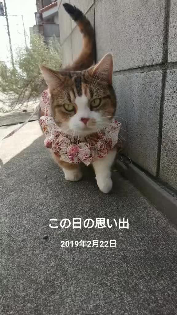 @ネコゴリ🌸😸🌏💫