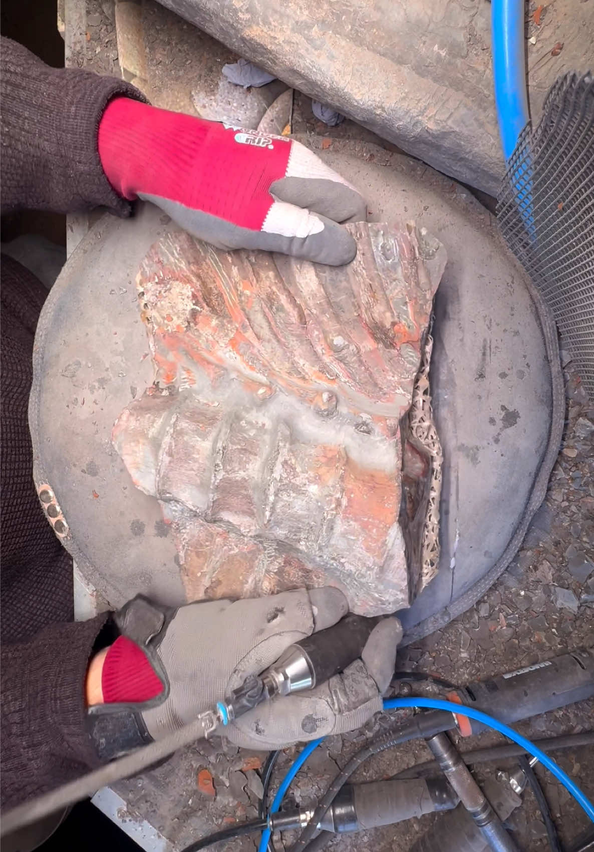@yorkshire.fossils