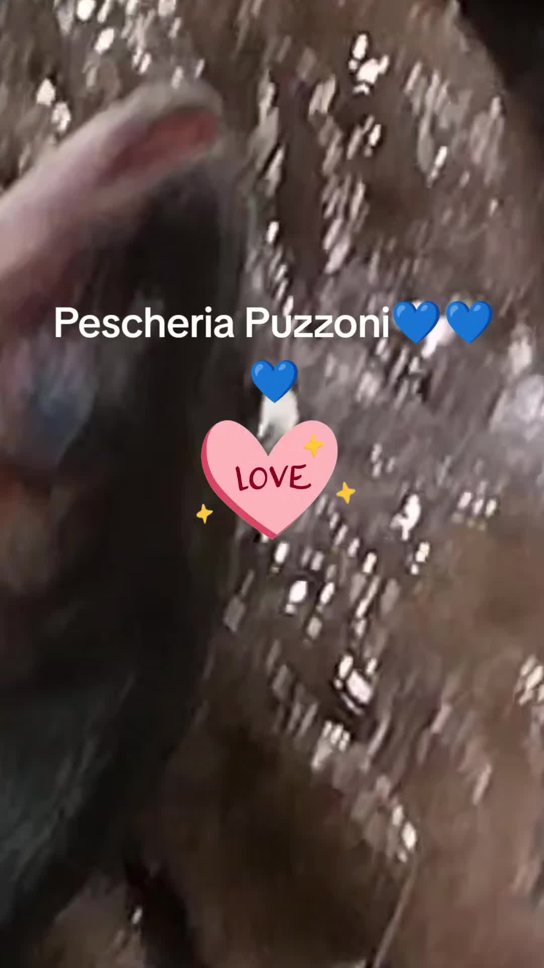 @sbrabipuzz