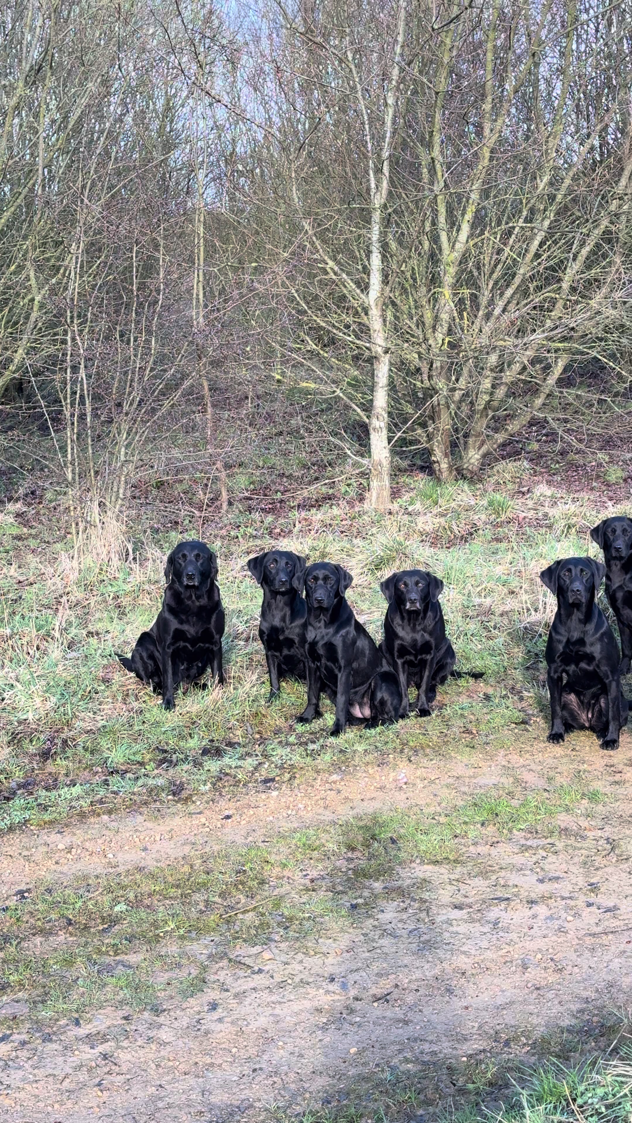 @slingleygundogs