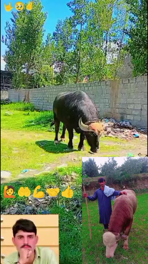 @ASAD Sarkar123