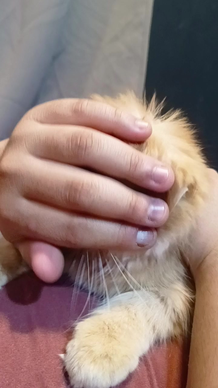 @TheCatFather