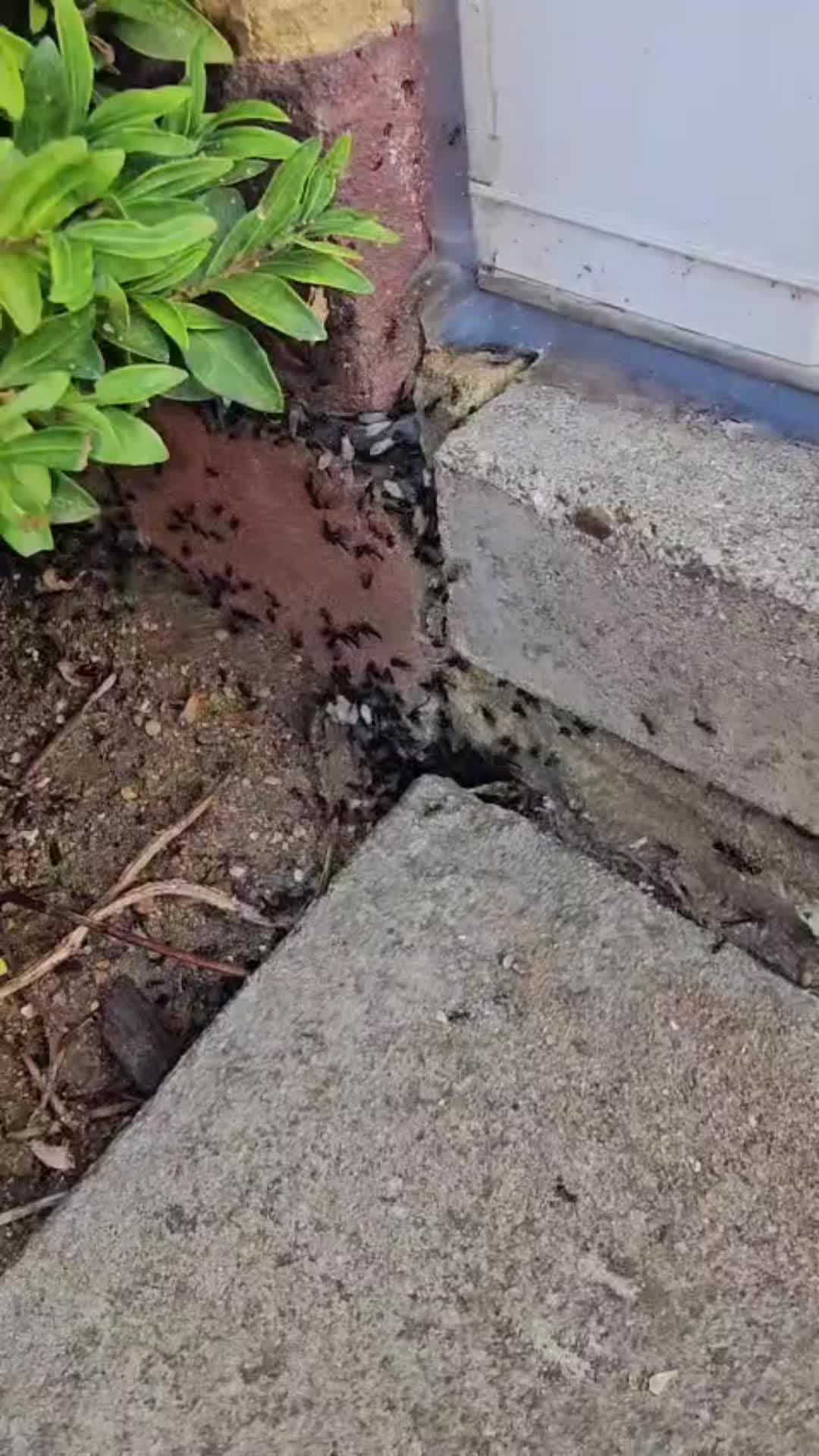 @Imperium Pest Control