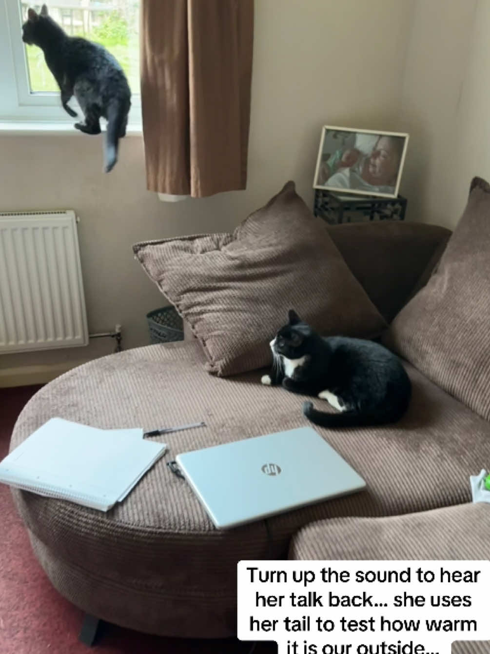 @Em feat. Mister & Mimi (cats)✅