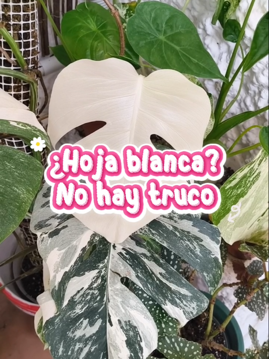 @𝑴𝒊 P𝒂𝒕𝒊𝒐𝒉𝒖𝒆𝒓𝒕𝒐