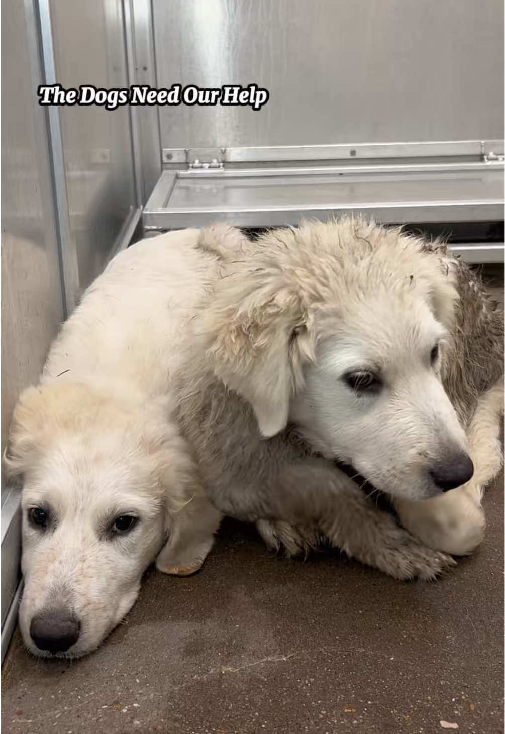 @The Dogs Need Our Help