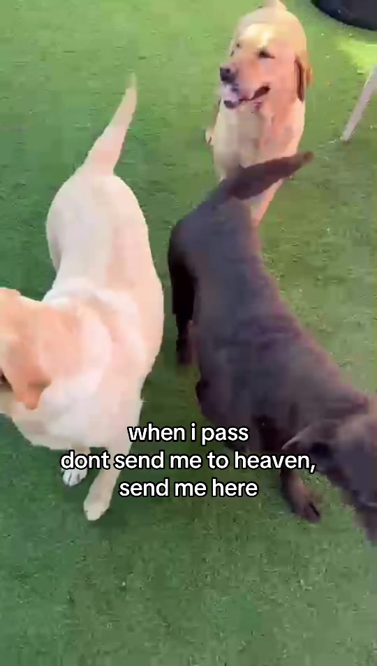 @St Giles Animal Welfare