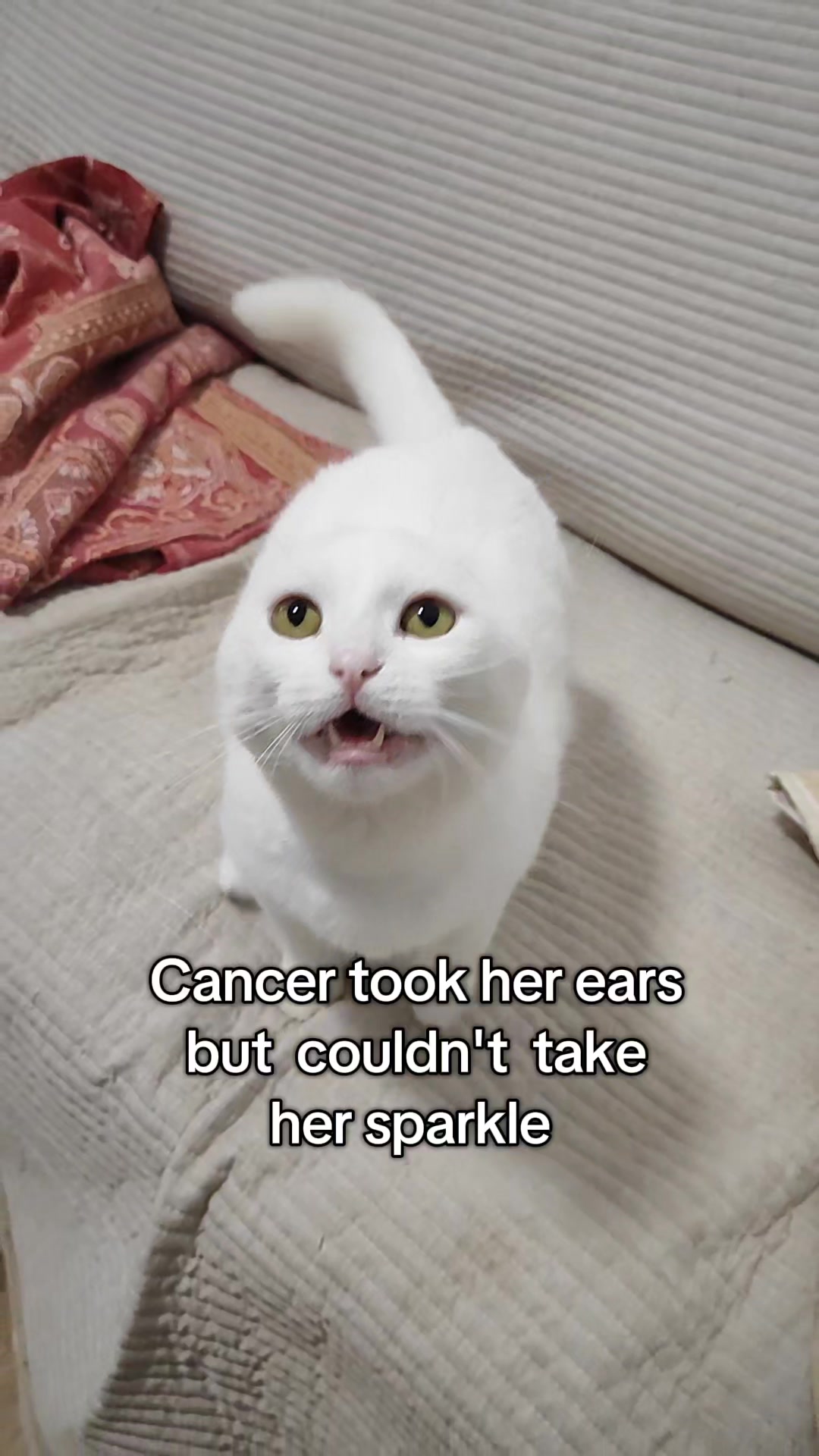 @Fluffy - the persian cat