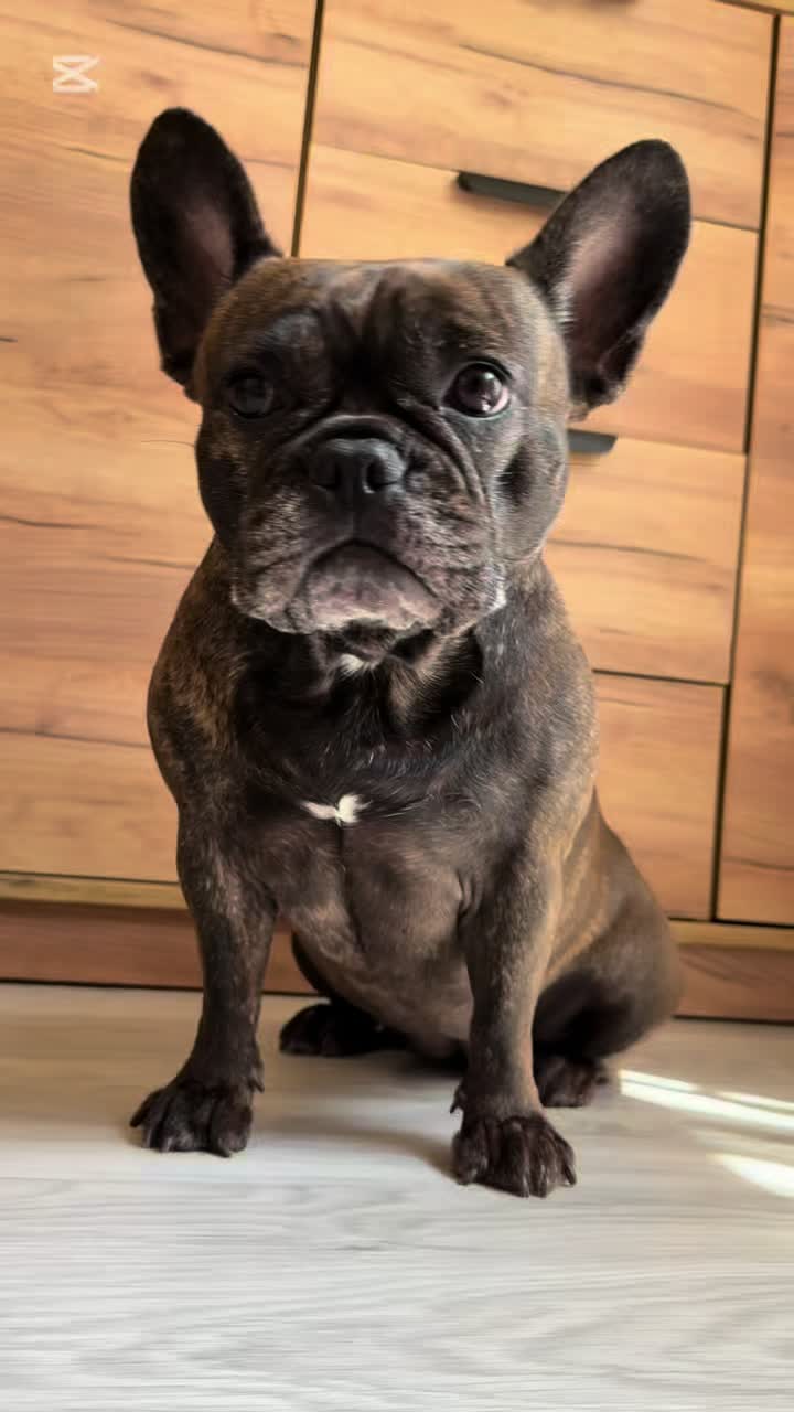 @Mia_french_bulldog