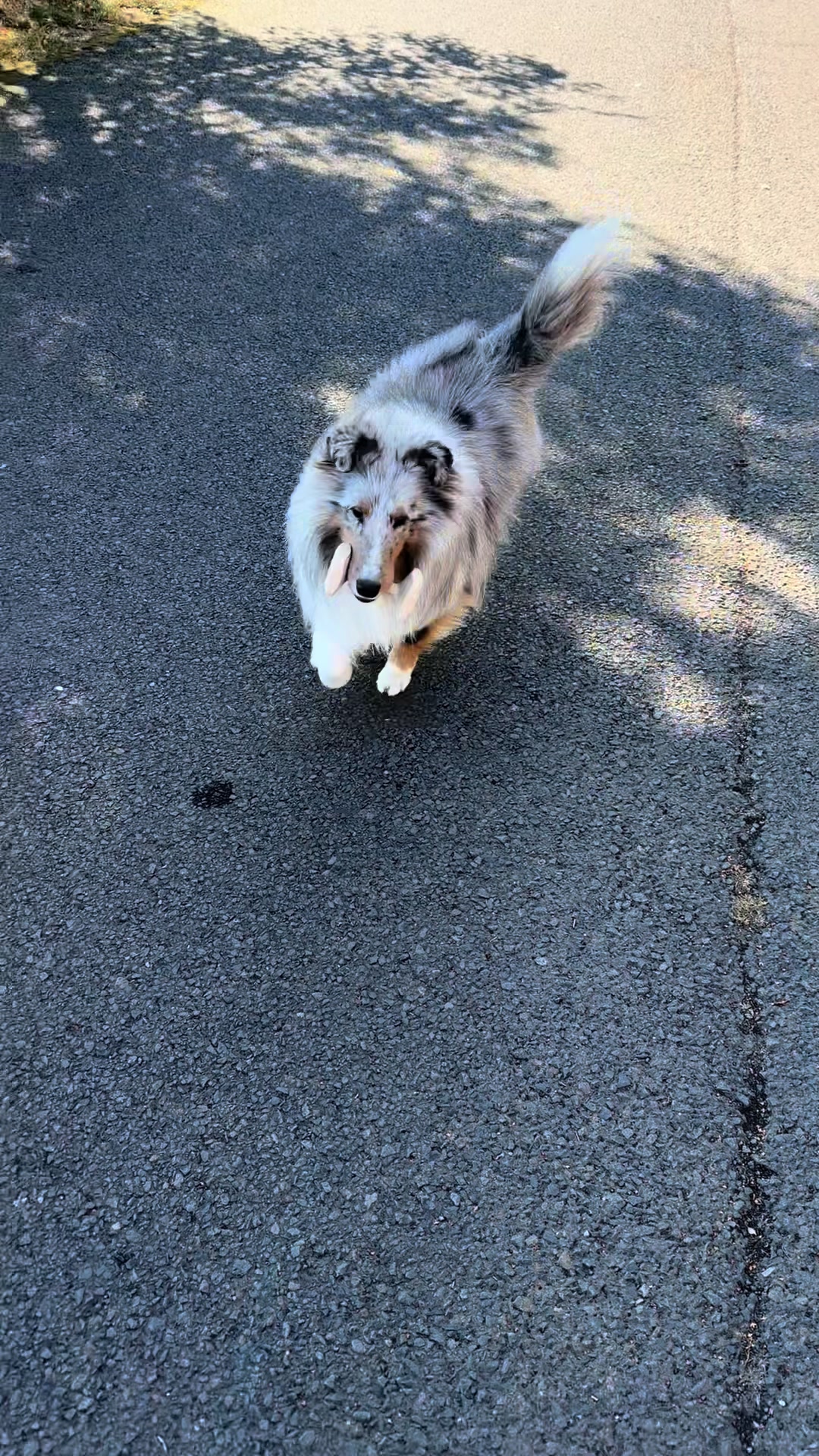 @Heather Discovery Canine Adv.