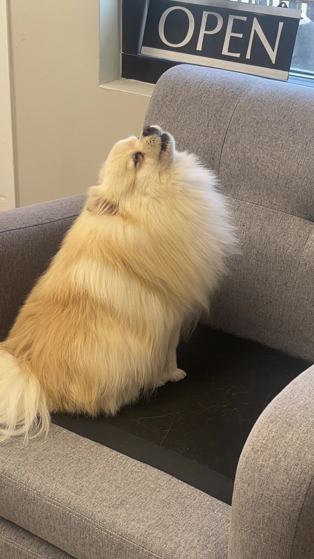 @beingmilothepom