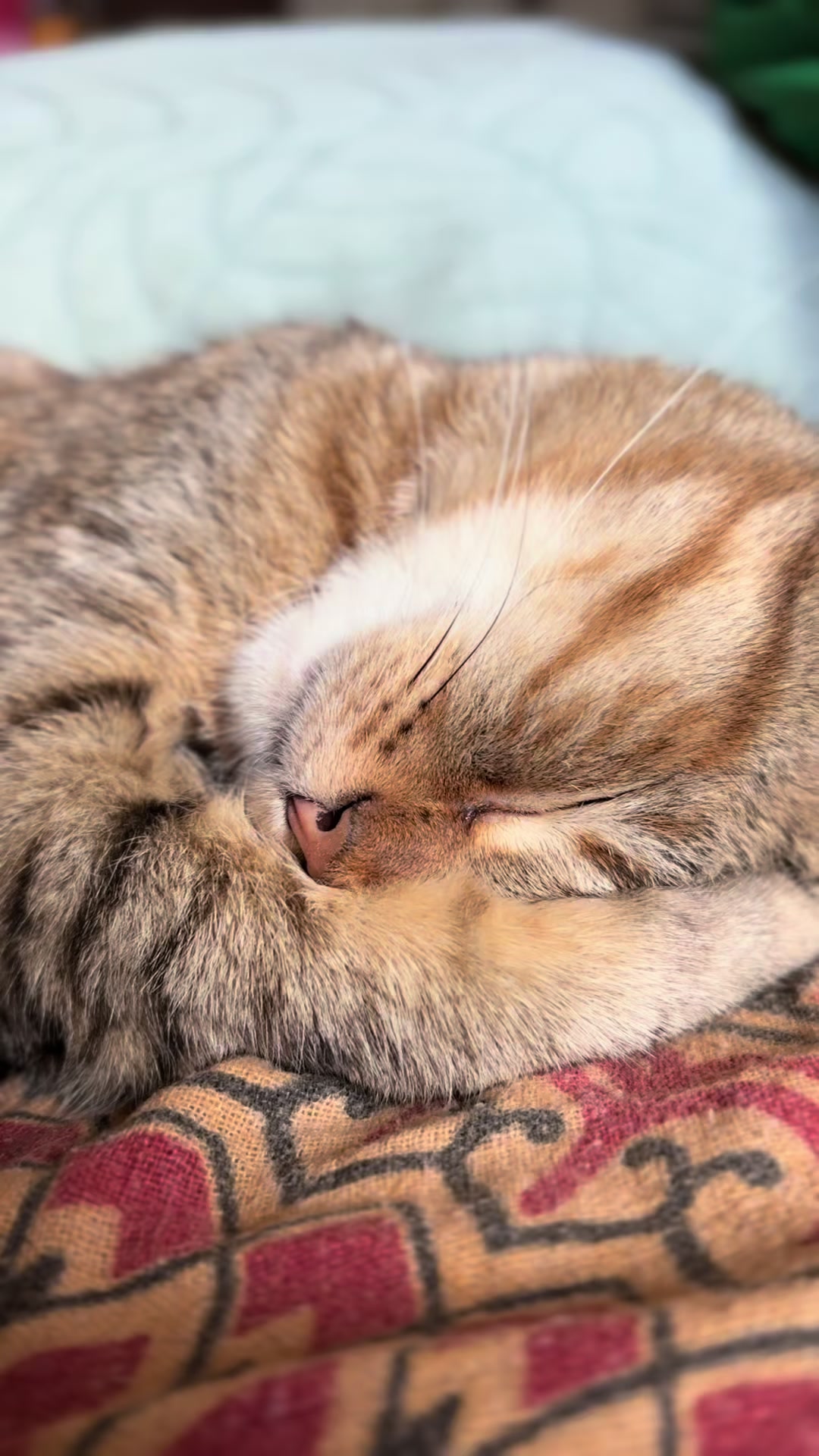 @Life with Kokoro the cat
