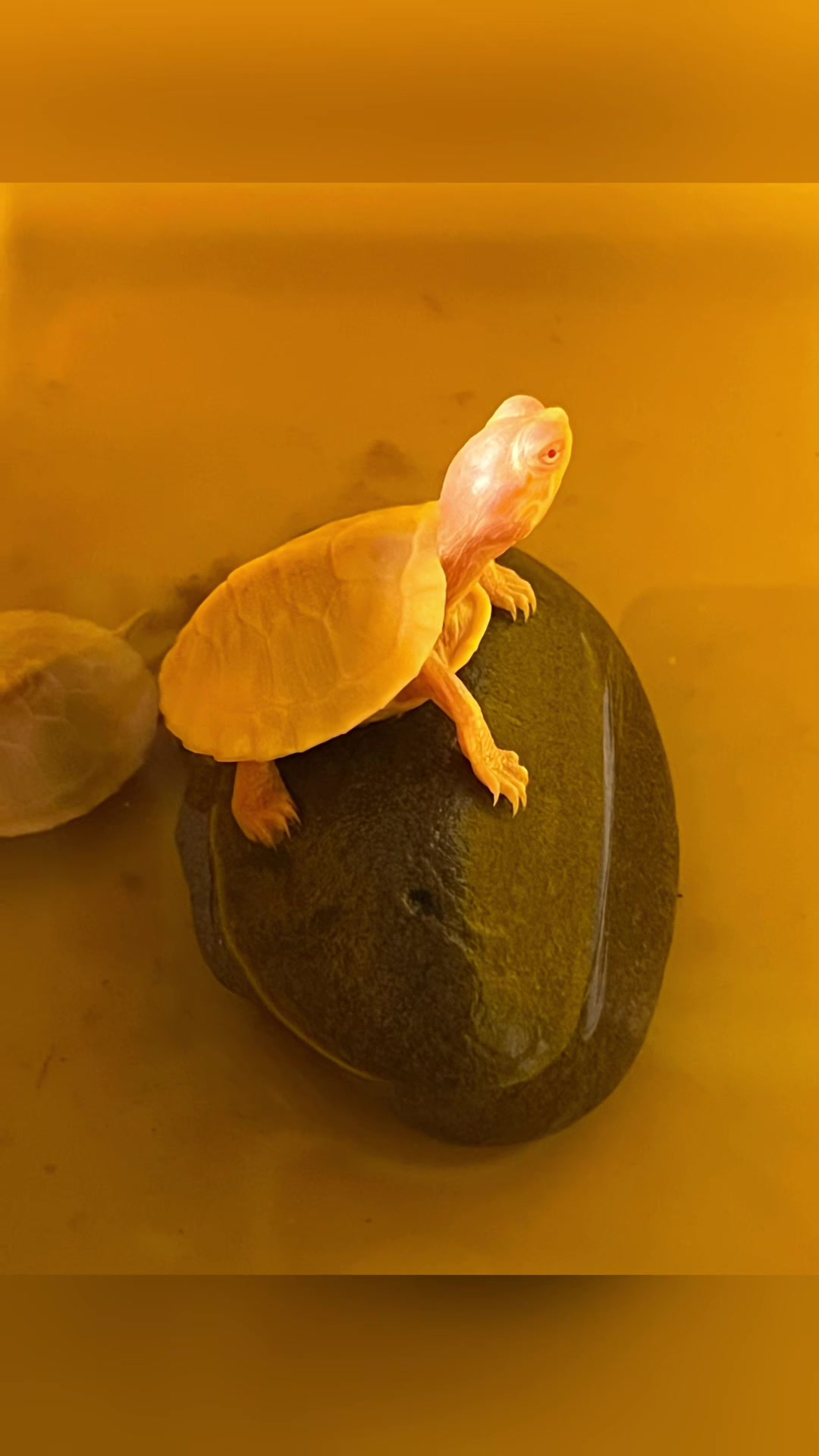 @꧁ৡཊ 龜 紀 ཏৡ꧂